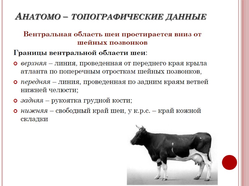 Анатомо – топографические данные Вентральная область шеи простирается вниз от шейных позвонков Границы вентральной